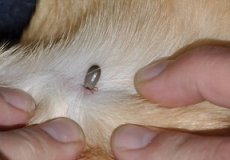 Какие могут быть последствия укуса клеща у собаки или заболевания, опасные для жизни питомца