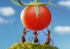 Как вывести муравьёв из теплицы
