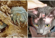 Демодекс, или чесоточный клещ у кошки: симптомы, диагностика, лечение и профилактика