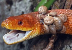 Клещи на змее: основные виды, диагностика, лечение, как обработать рептилию и ее террариум от паразитов