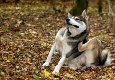 Чесоточный клещ у собак: симптомы и лечение