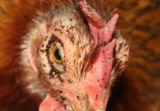 Птичьи, или куриные клещи: как выглядят, опасны ли для человека, как от них избавиться, методы терапии и меры профилактики