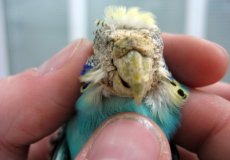 Виды клещей у попугаев: какие встречаются, причины появления, симптомы наличия паразитов на птице, лечение и меры профилактики
