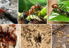 Как много мы знаем о муравьях: интересные факты