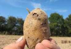 Кто такая картофельная моль  и как с ней бороться