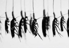 Смерть тараканьим оккупантам! Как избавиться от тараканов в квартире