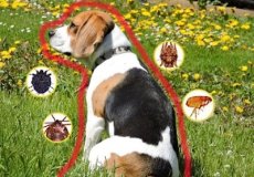 Узнайте, опасны ли клещи для собак, и какими заболеваниями они могут заразить питомца