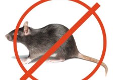 Методы борьбы с подвальными крысами в многоквартирном доме