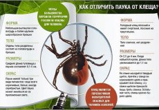 Узнайте, какие особенности строения клещей и пауков указывают на их сходство и различие
