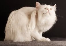 Как помочь животному: ошейник от блох для кошки и другие способы избавления