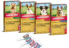 Описание и отзывы владельцев домашних животных о каплях от клещей для собак «Адвантикс»
