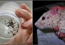 Кто такие крысиные клещи: фото, описание, признаки их укусов у человека, средства для заживления ран, способы избавления от паразитов