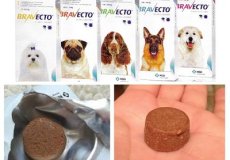 Реальные отзывы владельцев собак и ветеринаров о таблетке от клещей “Бравекто”