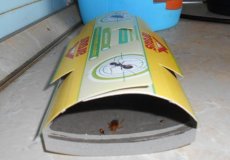 Эффективна ли ловушка для тараканов Аргус