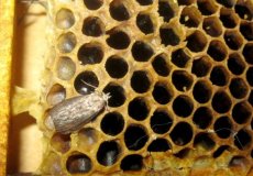 Пчелиная моль: что она лечит и как ее употреблять