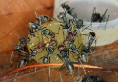 Домик смерти для муравья: лучшие ловушки на рынке