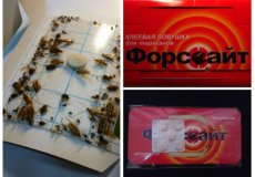 Клеевая ловушка от тараканов Форсайт: отличное средство профилактики заражения насекомыми!