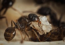 Лесные работяги, сколько живет муравей или немного об устройстве муравьев