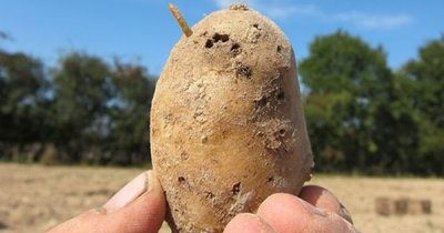 Клубни поела картофельная моль