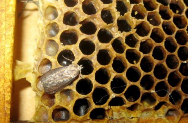 Пчелиная моль вред