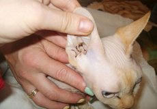 Арахноэнтомоз, или ушные клещи у кошки: симптомы, лечение и профилактика заболевания