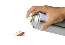 Самые эффективные аэрозоли от тараканов в квартире