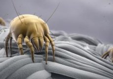 Бельевые (пылевые) клещи: кто такие, чем опасны, и как их уничтожить в домашних условиях