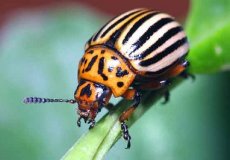 Полное описание колорадского жука, или листоеда
