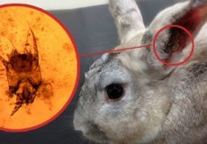 Псороптоз, или ушные клещи у кроликов: причины и пути заражения, симптомы заболевания, лечение в домашних условиях и профилактика