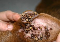 Отодектоз, или ушные клещи у собаки: симптомы, лечение и профилактика заболевания