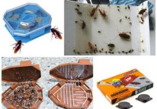 Ловушки для тараканов: выберите свое изделие!