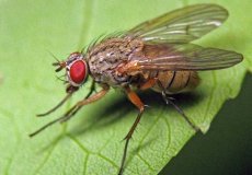 Кто такая капустная муха, и как с ней бороться