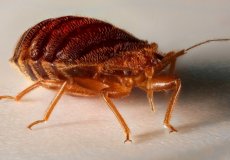 Уничтожение клопов и насекомых с гарантией — что, зачем и как
