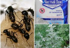 Уксусом ядреным гони муравья с помидора и другие средства избавления в огороде