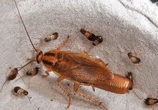 Любовь, интриги, предательство: как размножаются домовые тараканы?